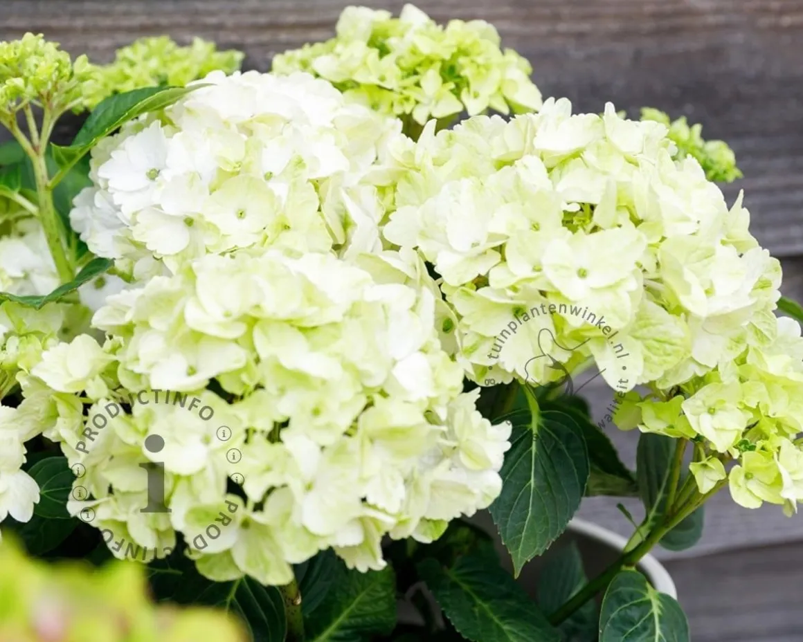 Hydrangea macrophylla 'Magical Noblesse'