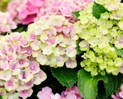 Hydrangea macrophylla 'Magical Amethyst' - roze