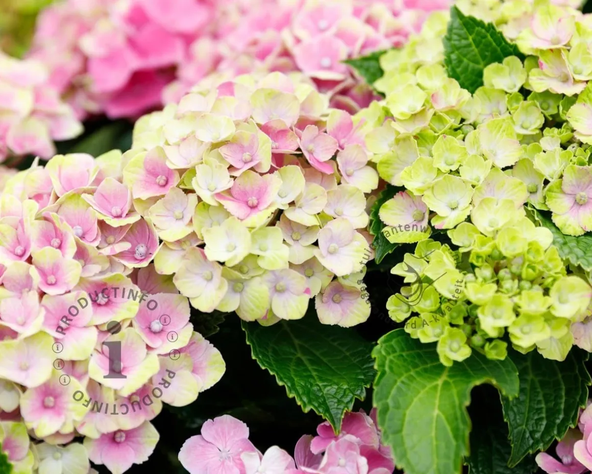 Hydrangea macrophylla 'Magical Amethyst' - roze