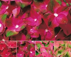 Hydrangea macrophylla 'Magical Sapphire'