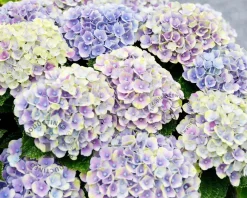 Hydrangea macrophylla 'Magical Amethyst' - blauw