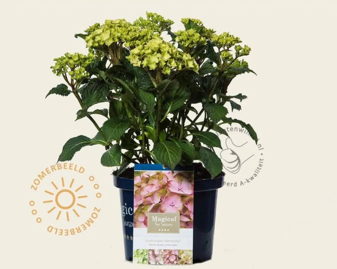 Hydrangea macrophylla 'Magical Harmony' (roze)