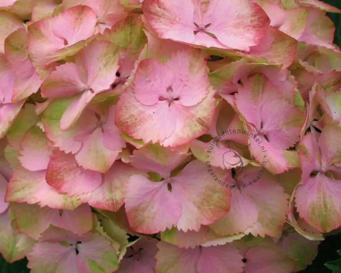 Hydrangea macrophylla 'Magical Harmony' (roze)