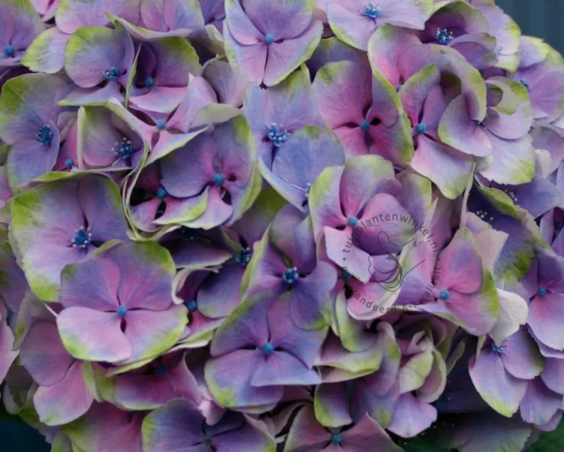 Hydrangea macrophylla 'Magical Harmony' (blauw)