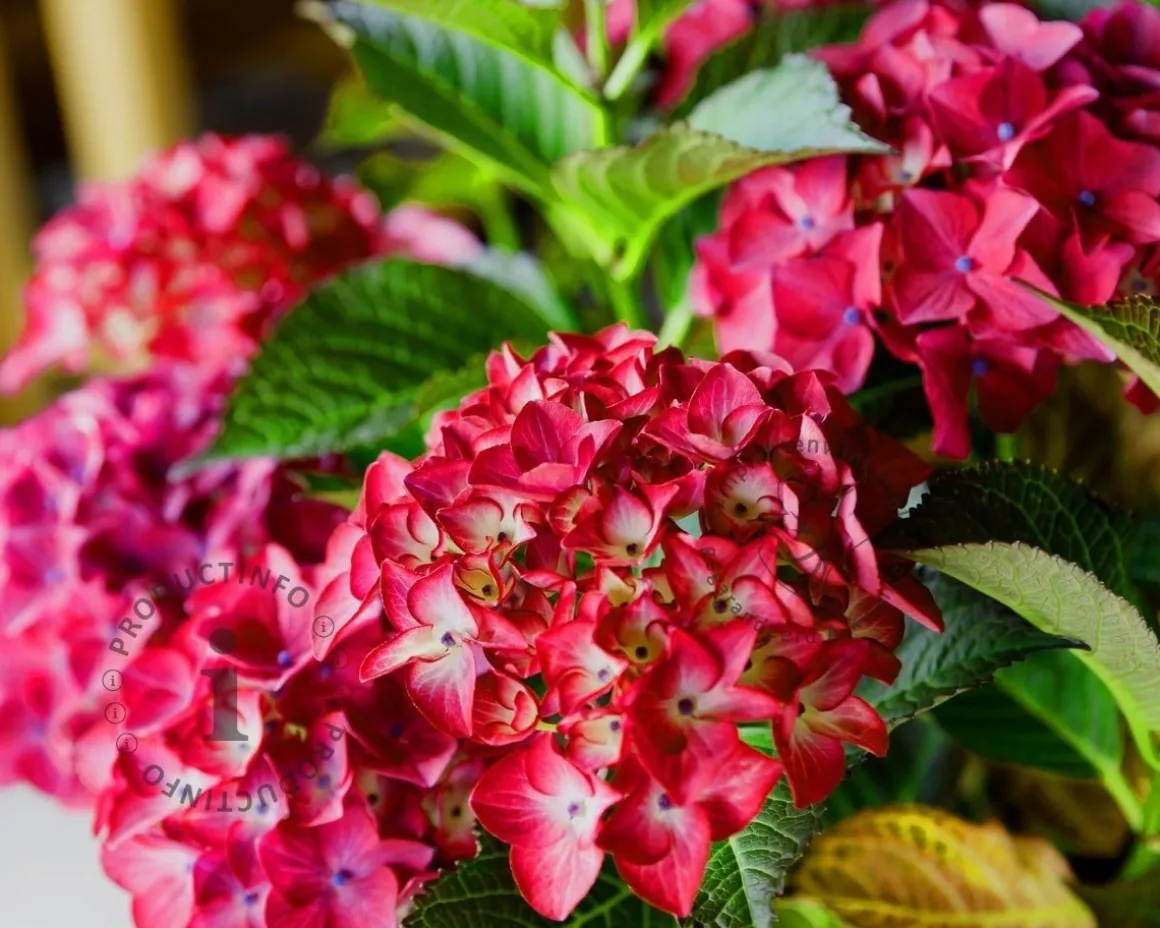 Hydrangea macrophylla 'Red Angel'