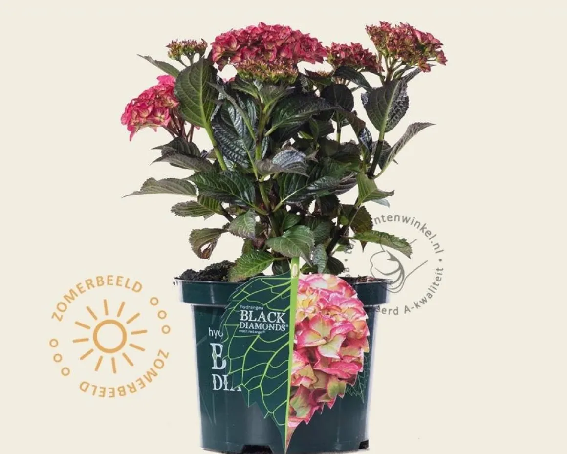 Hydrangea macrophylla 'Red Angel'
