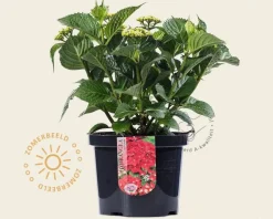 Hydrangea macrophylla - Rood