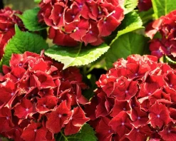 Hydrangea macrophylla 'Rood' - XL