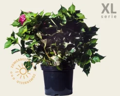 Hydrangea macrophylla 'Rood' - XL