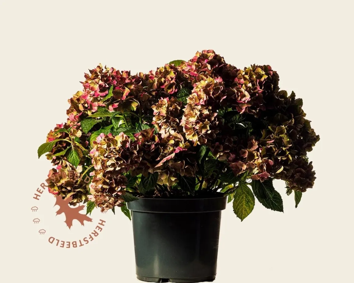 Hydrangea macrophylla 'Rood' - XL