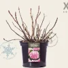 Hydrangea macrophylla 'Roze' - XL