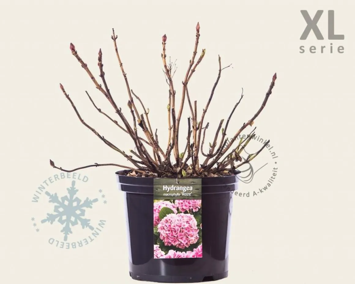 Hydrangea macrophylla 'Roze' - XL