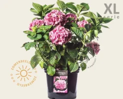 Hydrangea macrophylla 'Roze' - XL