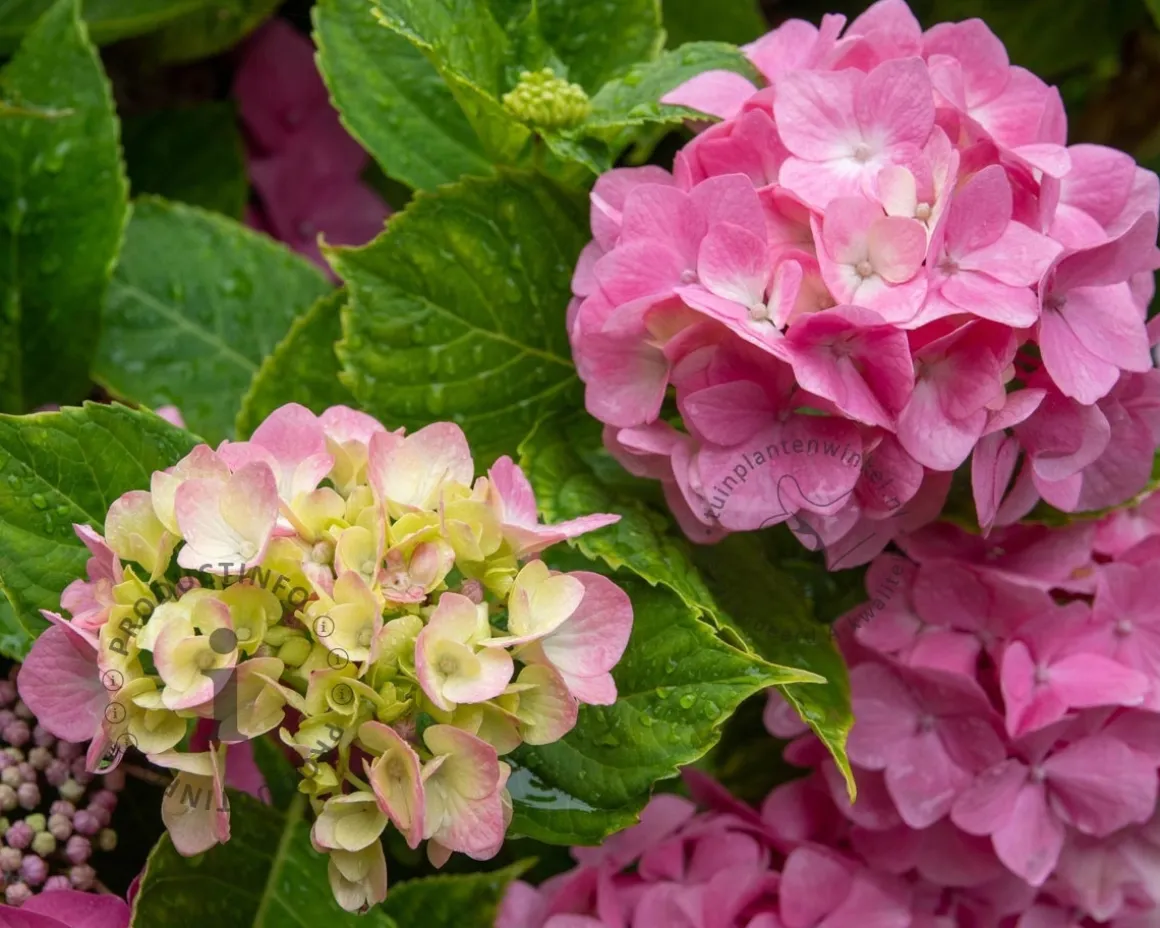 Hydrangea macrophylla 'Roze' - XL