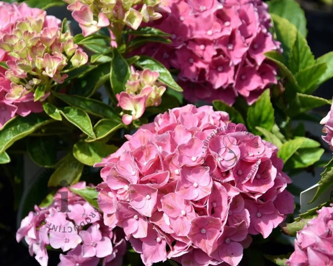 Hydrangea macrophylla 'Tovelit'