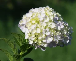 Hydrangea macrophylla - Wit