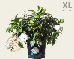 Hydrangea macrophylla 'Wit' - XL