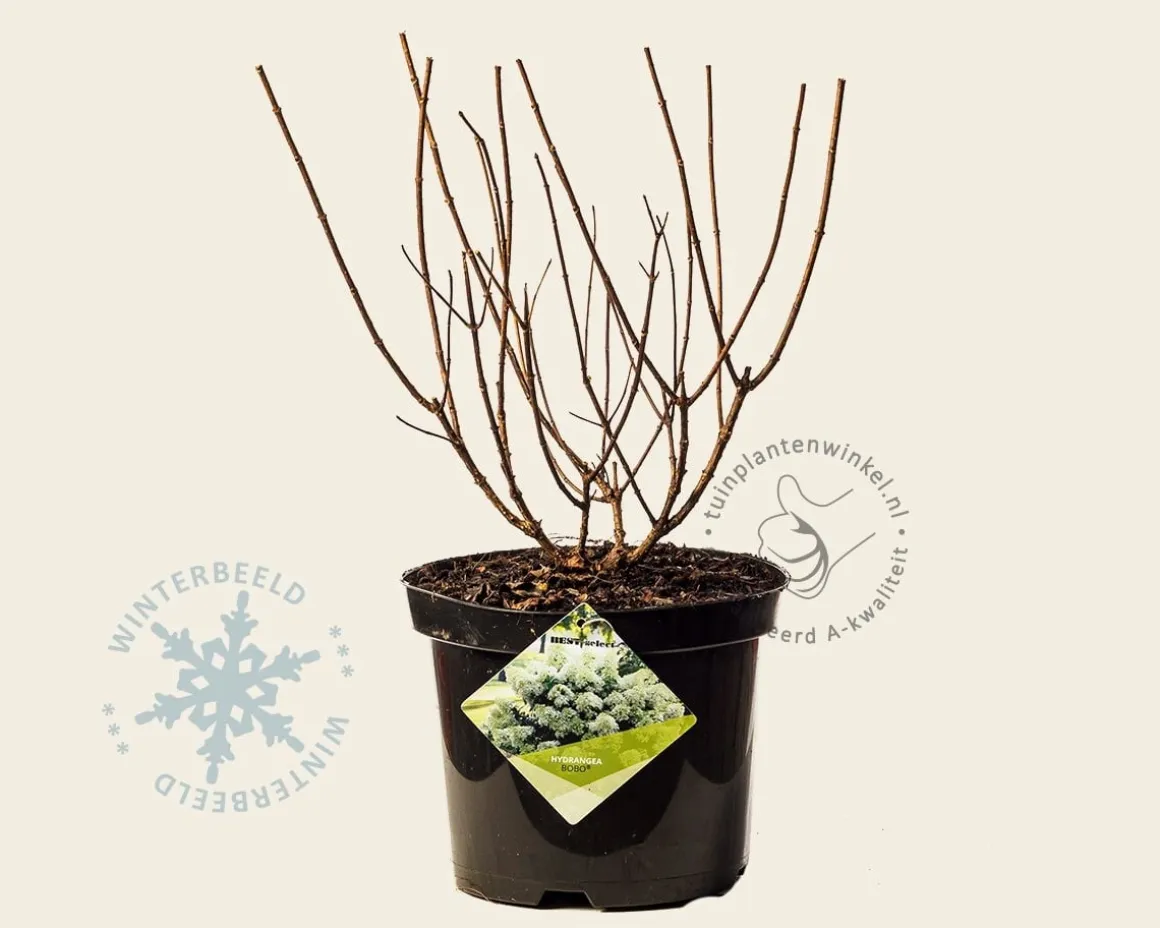 Hydrangea paniculata 'Bobo'