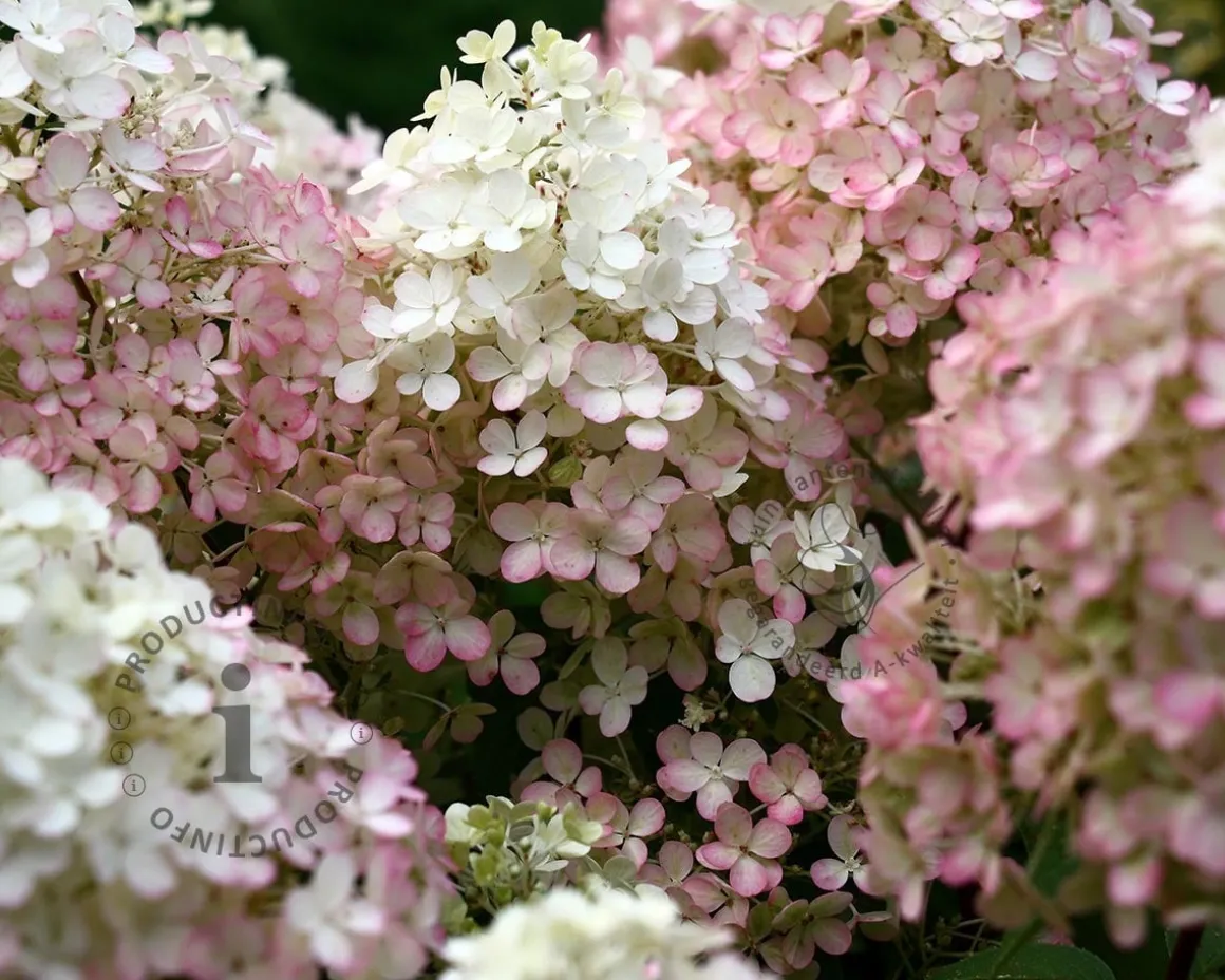 Hydrangea paniculata 'Bobo'
