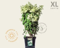 Hydrangea paniculata 'Grandiflora' - XL