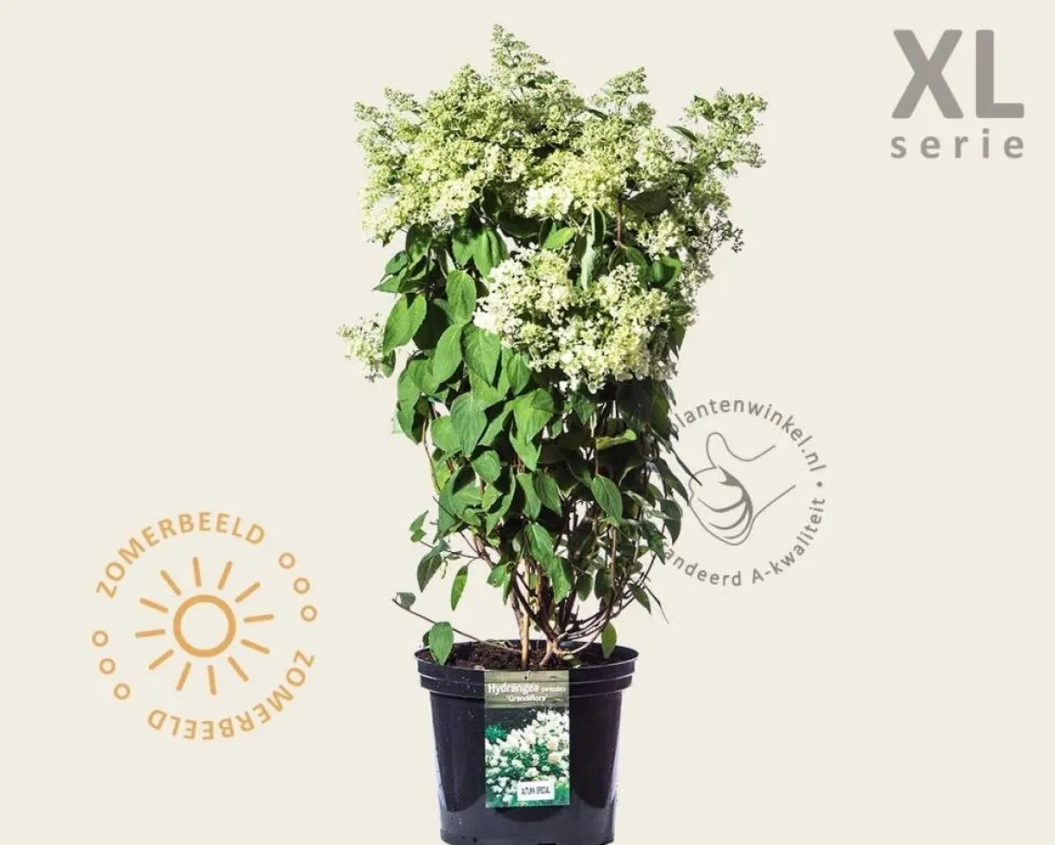 Hydrangea paniculata 'Grandiflora' - XL