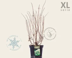 Hydrangea paniculata 'Grandiflora' - XL