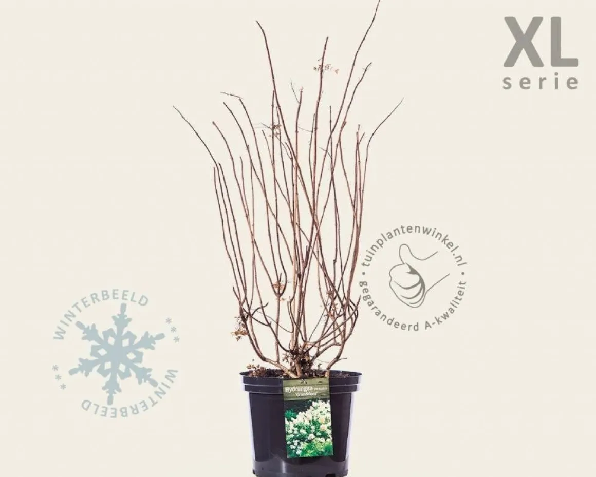 Hydrangea paniculata 'Grandiflora' - XL