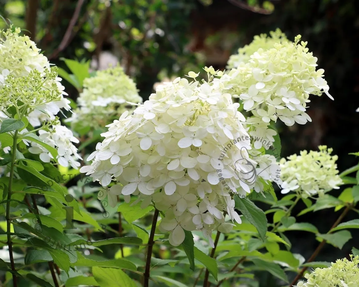Hydrangea paniculata 'Grandiflora' - op stam