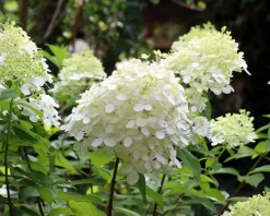 Hydrangea paniculata 'Grandiflora'