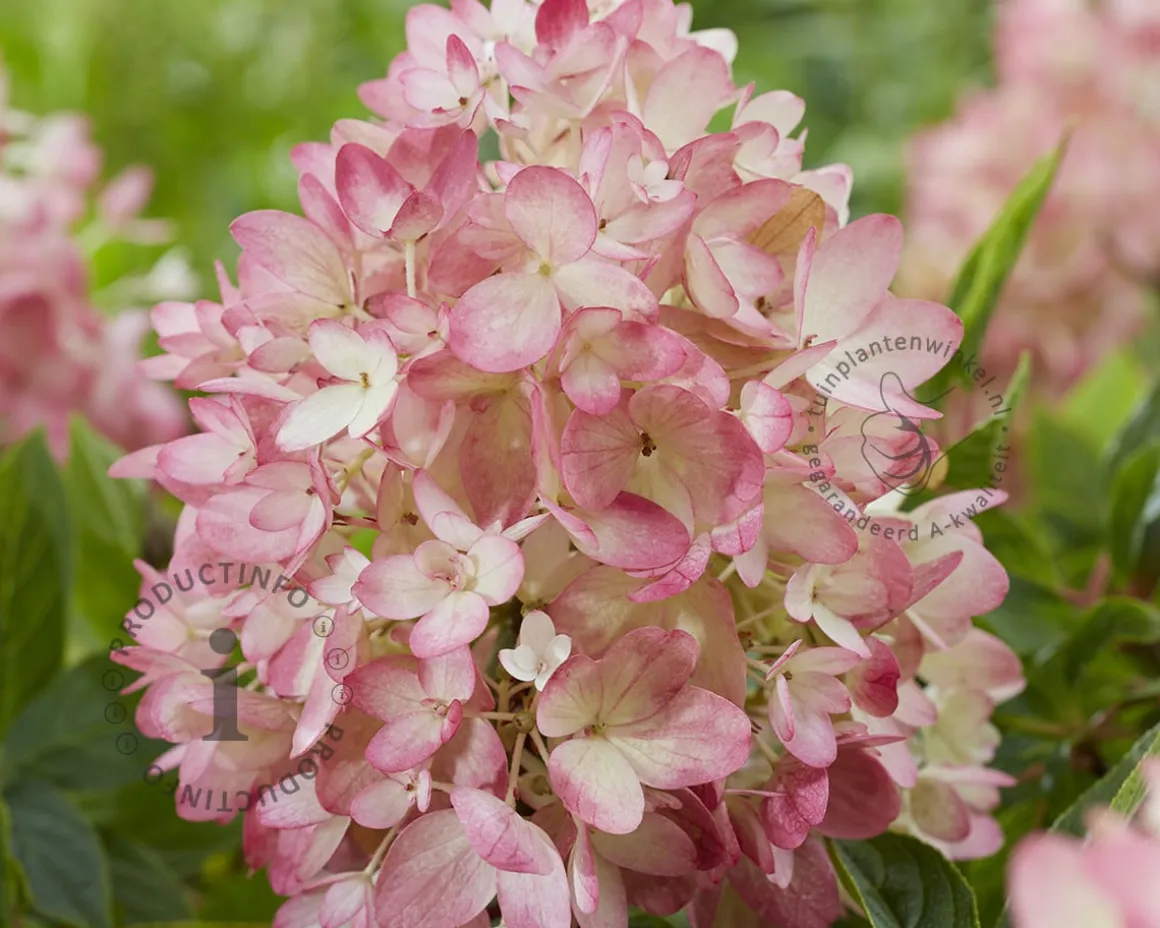 Hydrangea paniculata Groundbreaker® Ruby