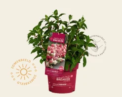 Hydrangea paniculata Groundbreaker® Ruby