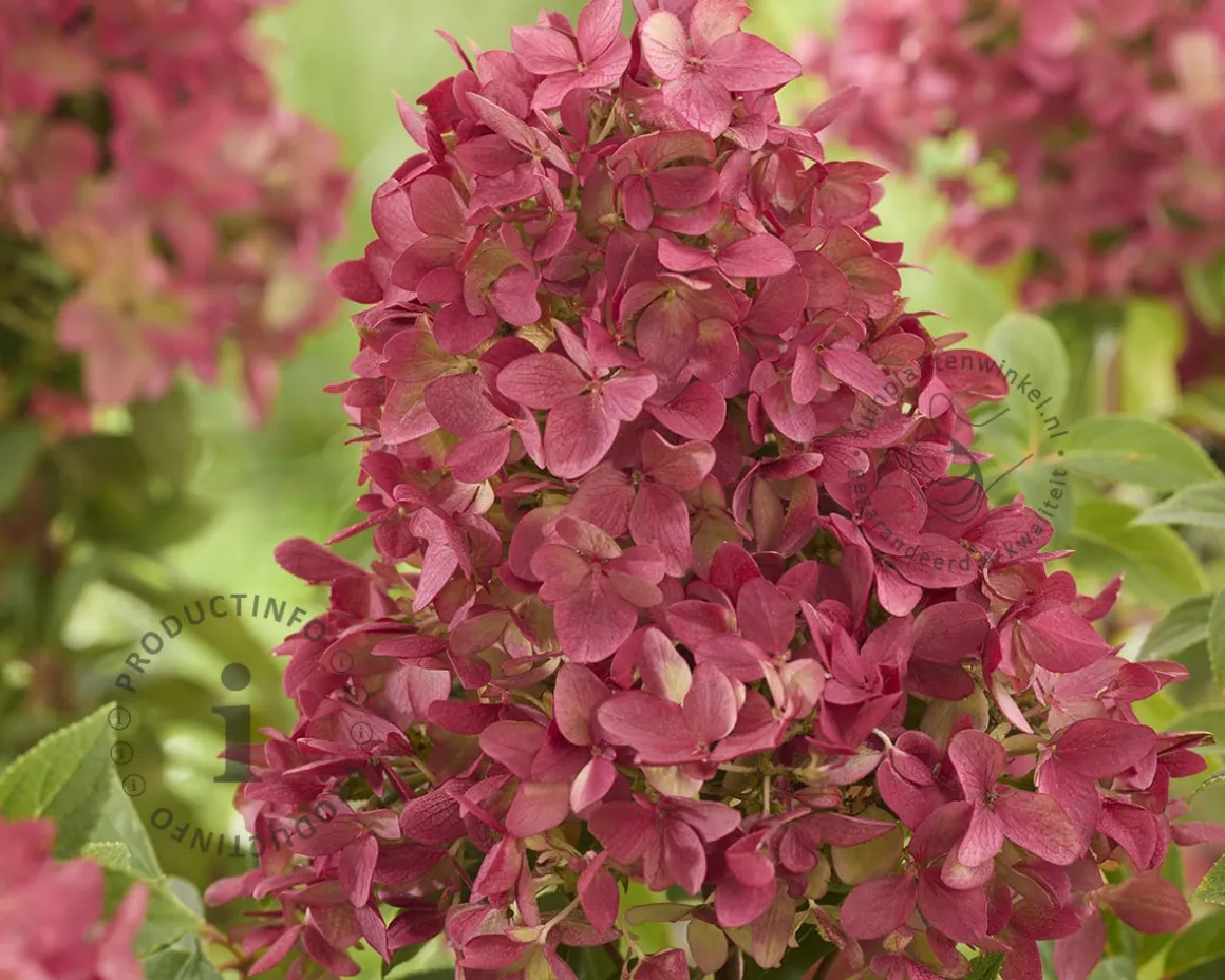Hydrangea paniculata Groundbreaker® Ruby