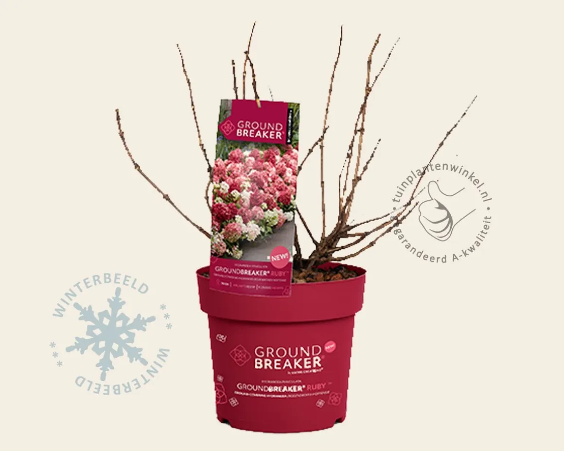 Hydrangea paniculata Groundbreaker® Ruby
