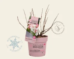 Hydrangea paniculata Groundbreaker® Blush