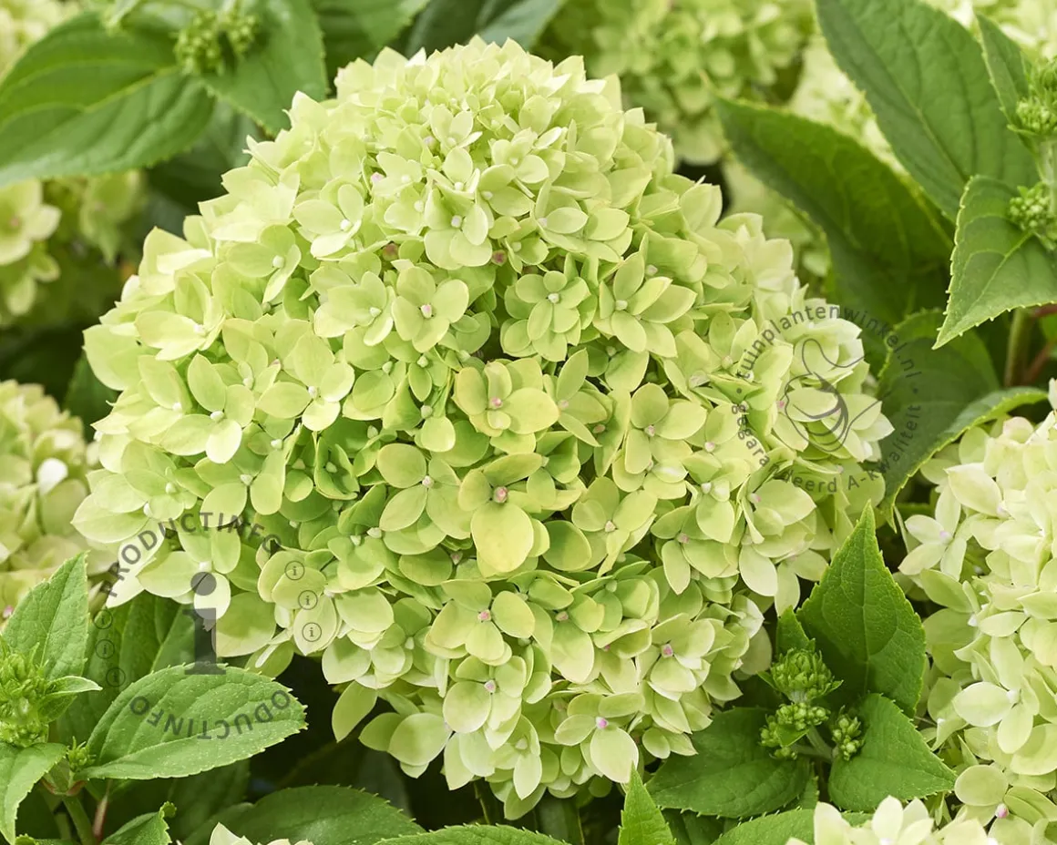 Hydrangea paniculata Groundbreaker® Greeny