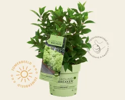 Hydrangea paniculata Groundbreaker® Greeny