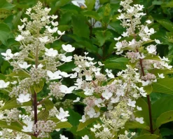 Hydrangea paniculata 'Kyushu' - XL