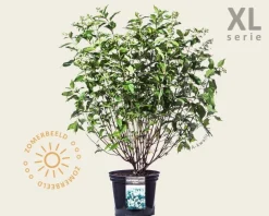 Hydrangea paniculata 'Kyushu' - XL
