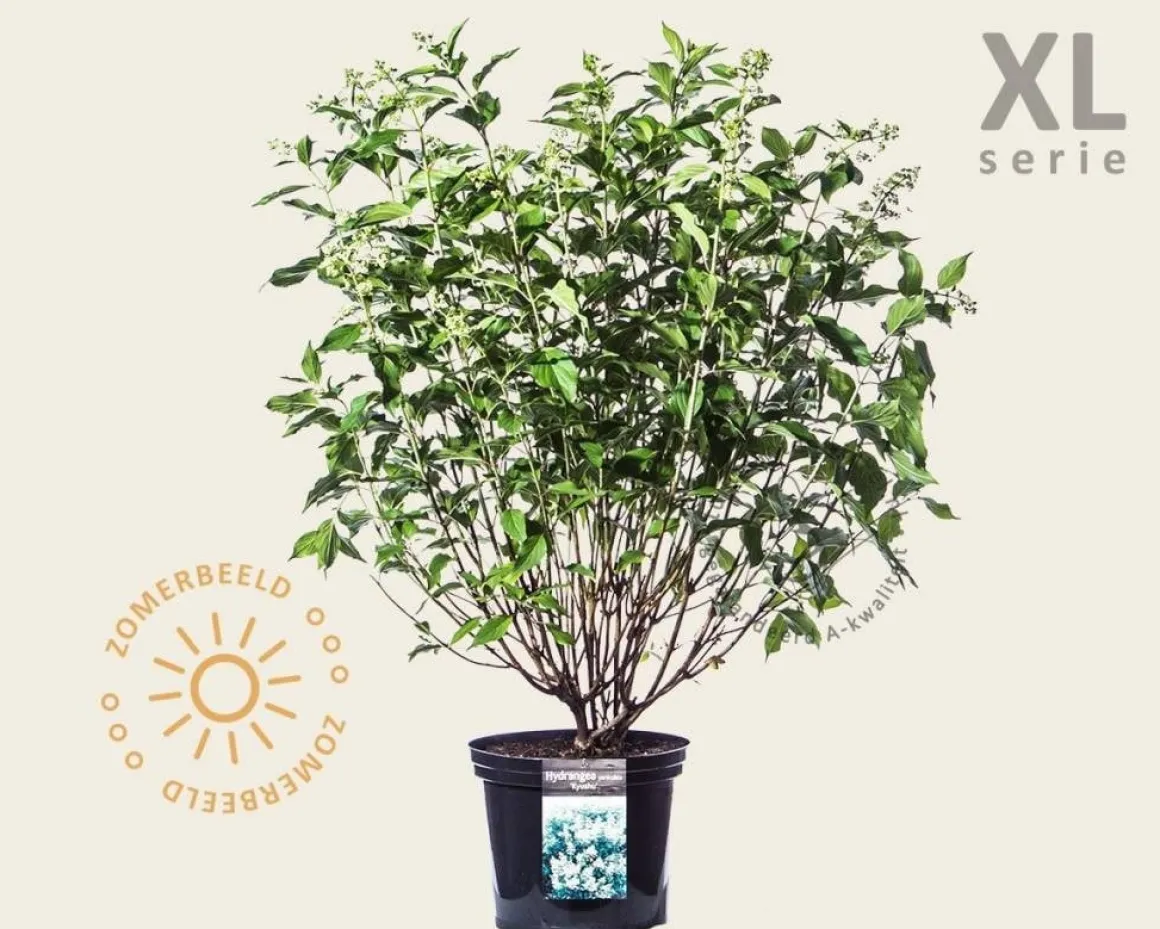 Hydrangea paniculata 'Kyushu' - XL
