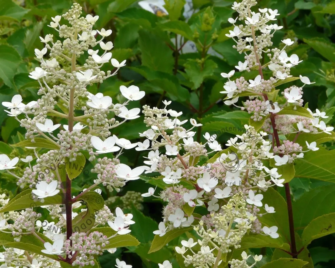 Hydrangea paniculata 'Kyushu' - op stam
