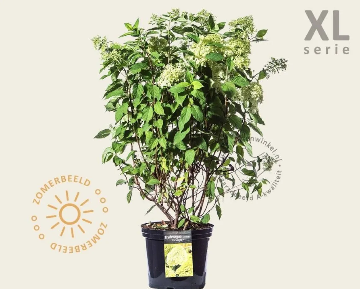 Hydrangea paniculata 'Limelight' - XL