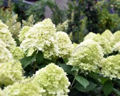 Hydrangea paniculata 'Limelight' - XL