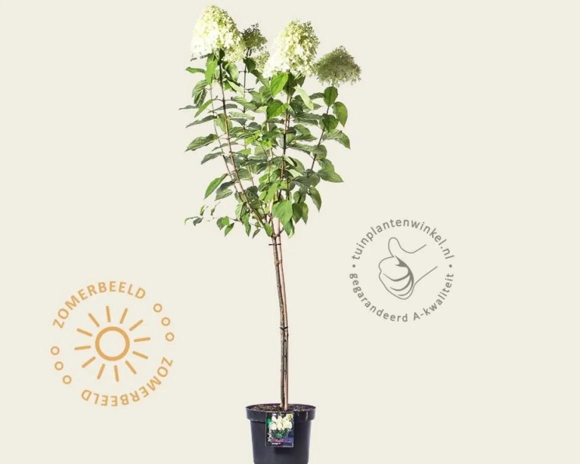 Hydrangea paniculata 'Limelight' - op stam