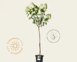 Hydrangea paniculata 'Limelight' - op stam