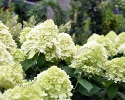 Hydrangea paniculata 'Limelight'