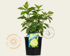 Hydrangea paniculata 'Limelight'