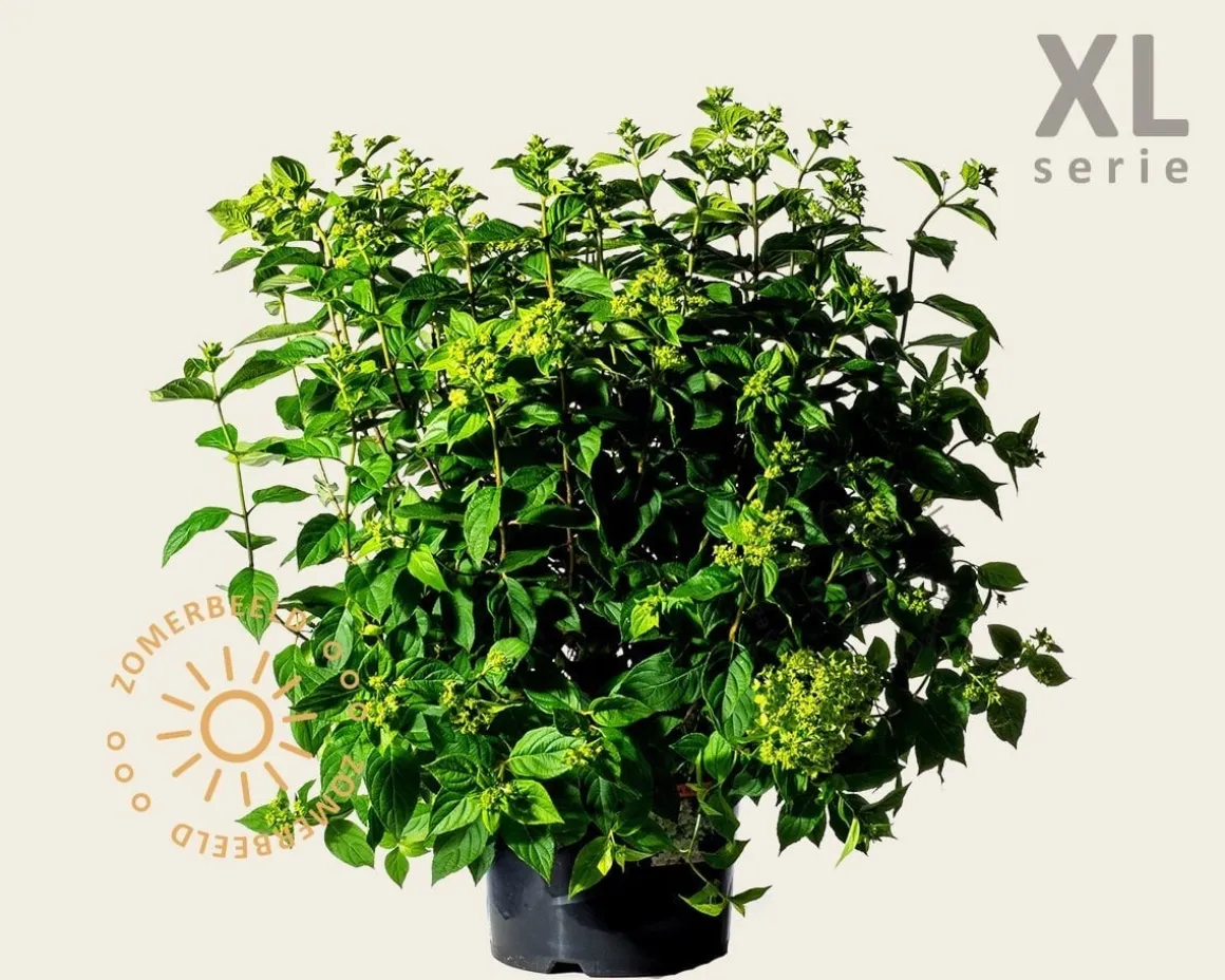 Hydrangea paniculata 'Little Lime' - XL