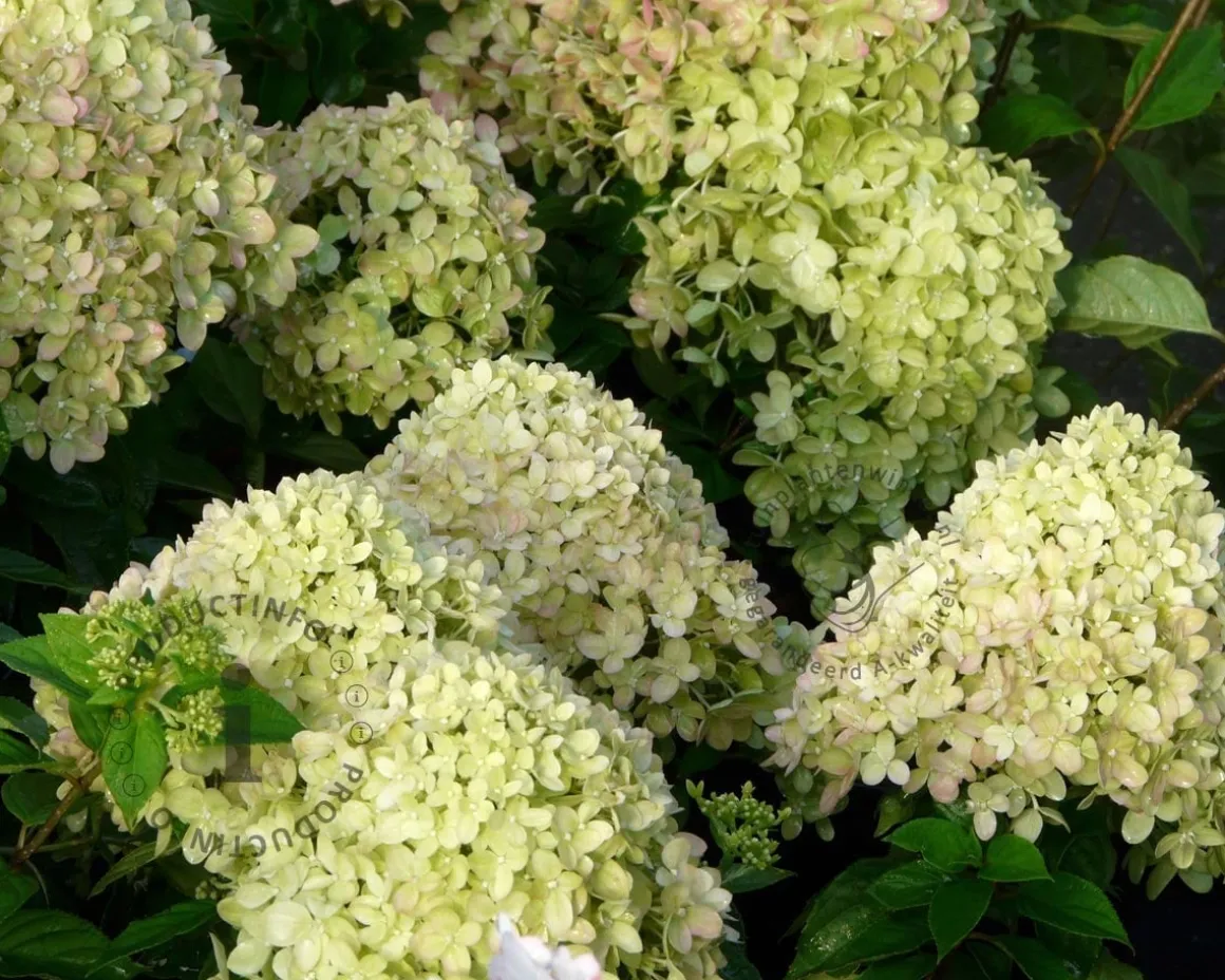 Hydrangea paniculata 'Little Lime' - XL