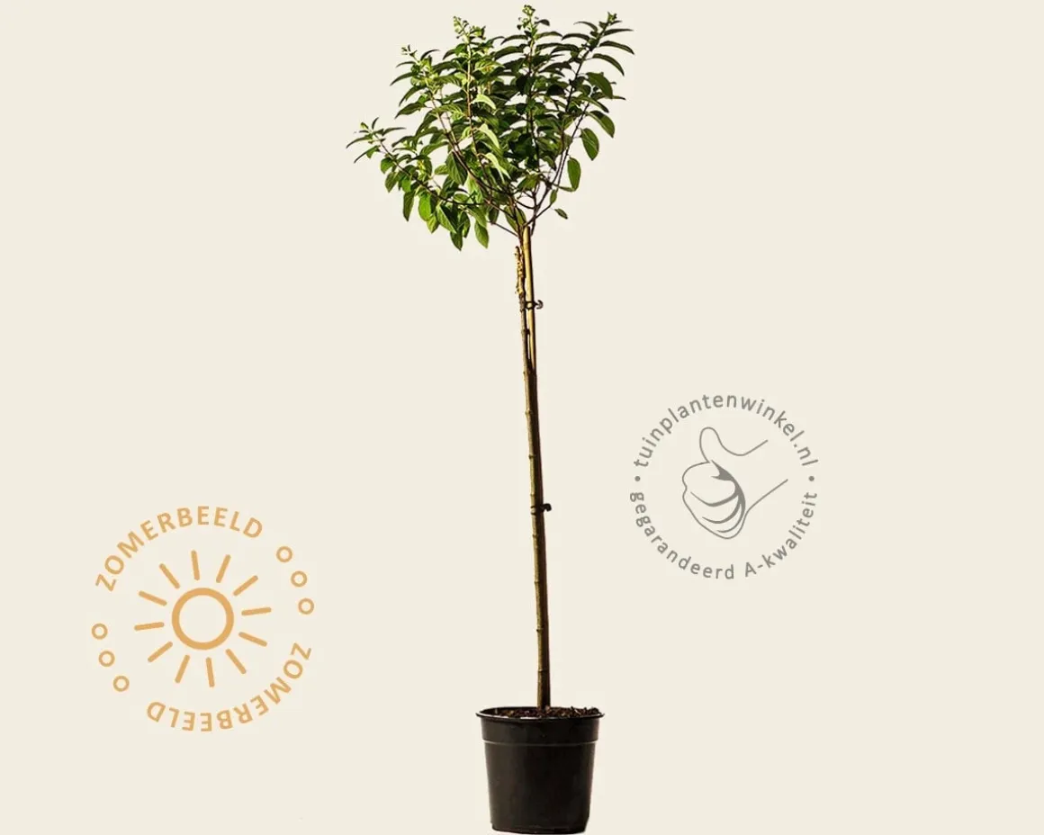 Hydrangea paniculata 'Little Lime' - op stam