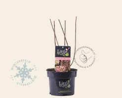 Hydrangea paniculata 'Little Lime'